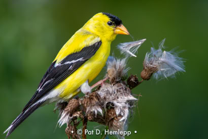 Pat Hemlepp's photo of the week