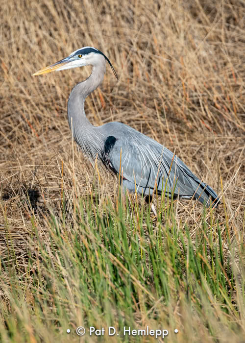 A Great Blue Heron moves through the preserve in Colonial Country Club, Fort Myers, Fla.