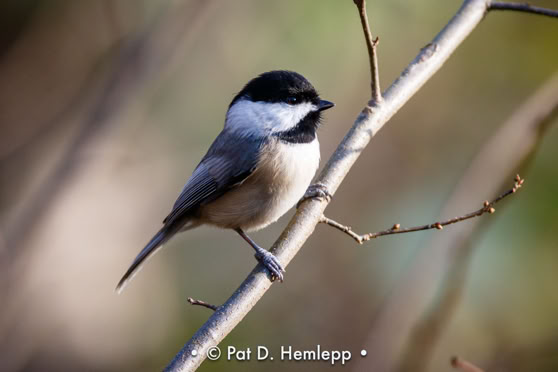 A Black-capped Chickadee perches on a branch in Sharon Woods Metro Park, Westerville, Ohio.