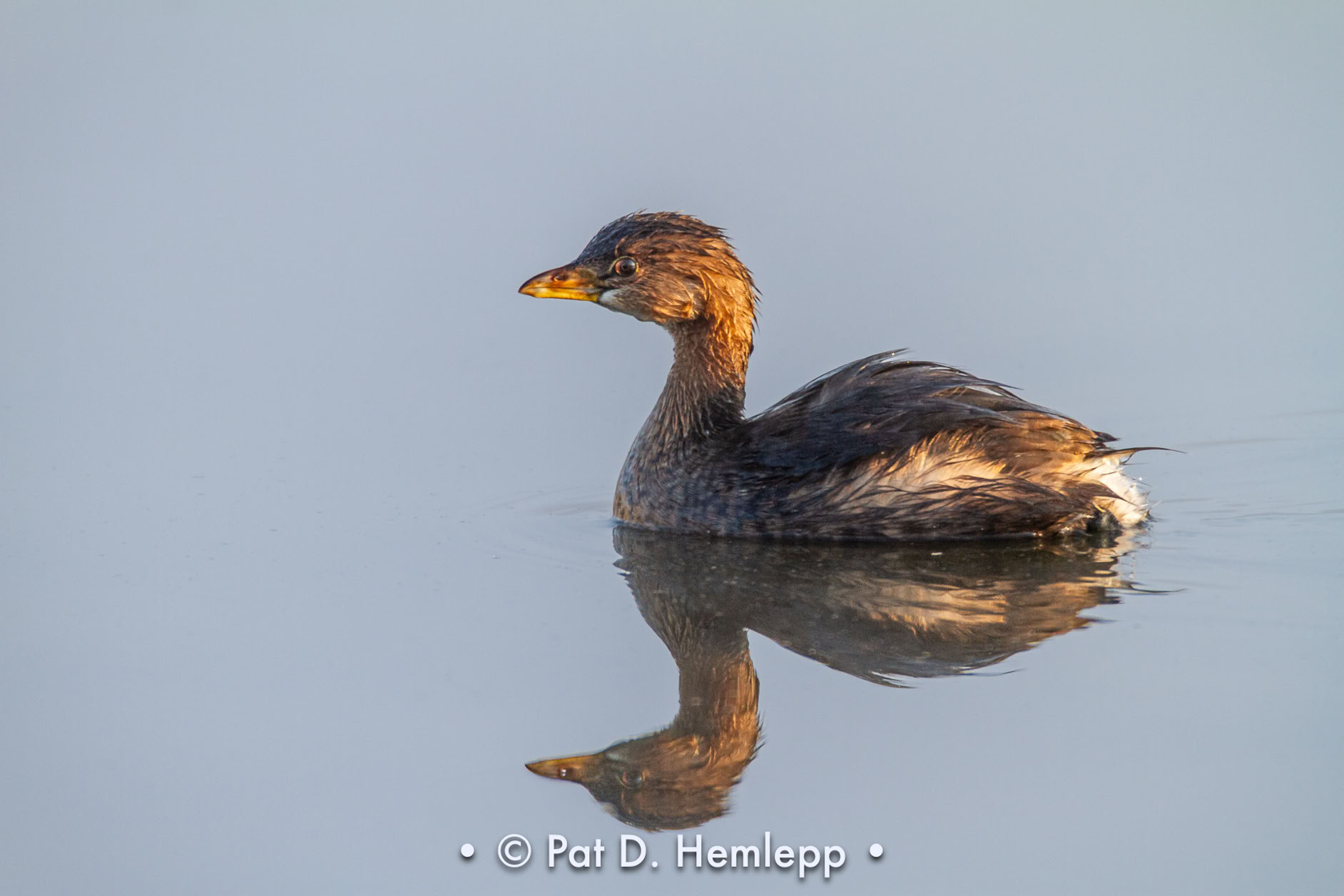 A Pied-billed Grebe is reflected by the water in a lake in Sharon Woods Metro Park, Westerville, Ohio.