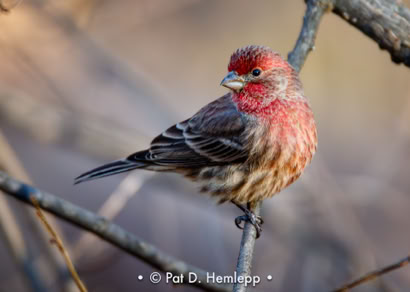 Pat Hemlepp's photo of the week