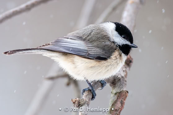 A Black-capped Chickadee with falling snow, Blendon Woods Metro Park, Westerville, Ohio.