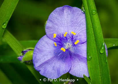 Pat Hemlepp's photo of the week