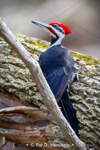 Pat Hemlepp's photo of the week