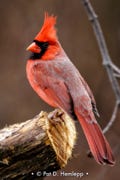 A male Northern Cardinal perches on a log in Blendon Woods Metro Park, Westerville, Ohio.