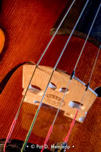 A close-up photograph of a violin's bridge and strings, Hilliard, Ohio.