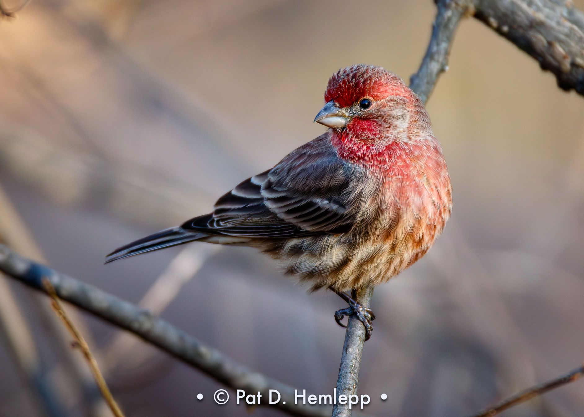A male House Finch looks back while perched on a branch in Sharon Woods Metro Park, Westerville, Ohio.