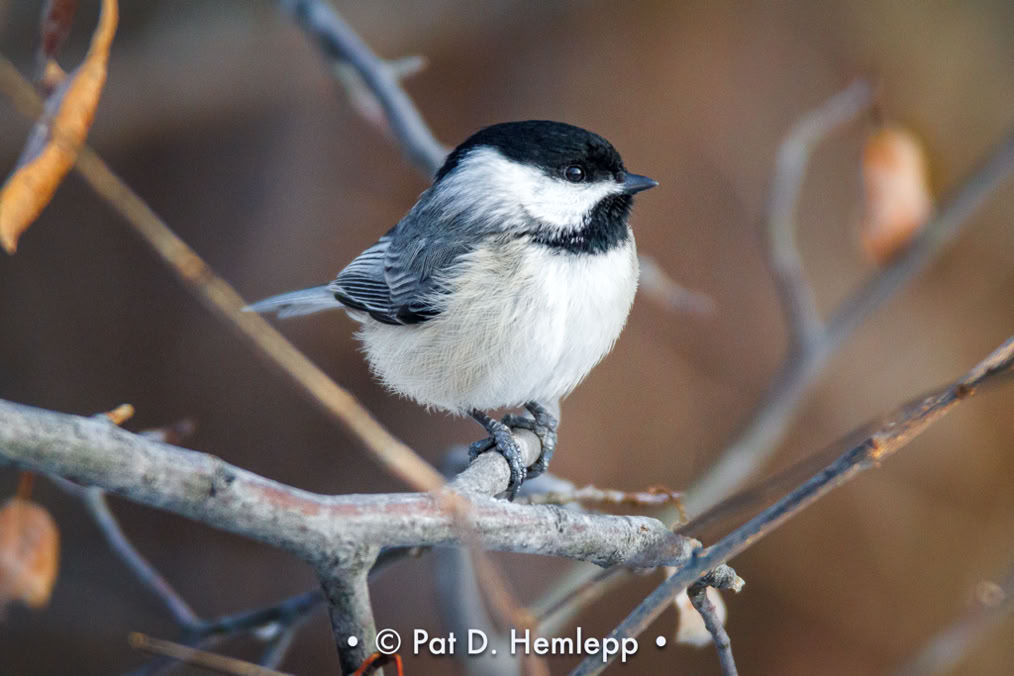A Black-capped Chickadee perches among branches in Sharon Woods Metro Park, Westerville, Ohio.