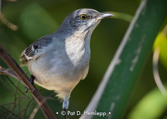 A Northern Mockingbird stays alert in the preserve at Colonial Country Club, Fort Myers, Fla.