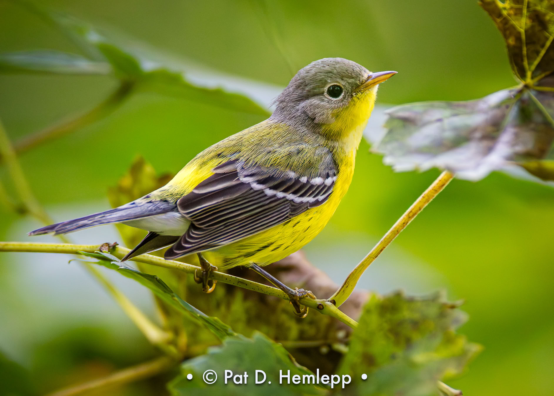 An immature Magnolia Warbler perches in a tree, Sharon Woods Metro Park, Westerville, Ohio.