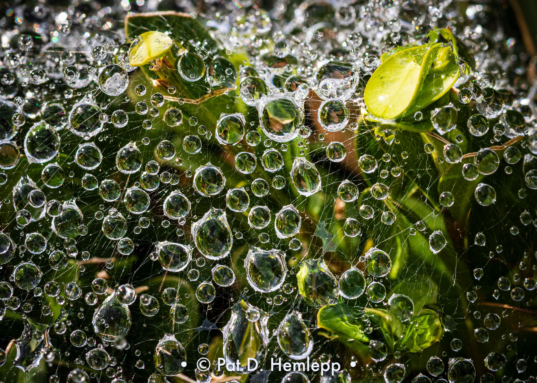 Rain creates a pattern of water droplets caught on a spiderweb covering a boxwood in Hilliard, Ohio.