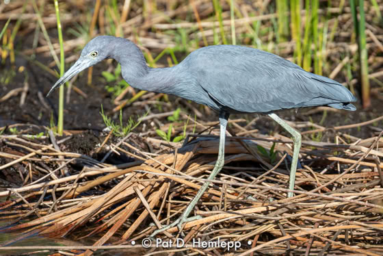 A Little Blue Heron hunts for food beside a lake in the preserve in Colonial Country Club, Fort Myers, Fla.