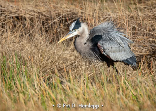 A Great Blue Heron ruffles its feathers in the preserve in Colonial Country Club, Fort Myers, Fla.