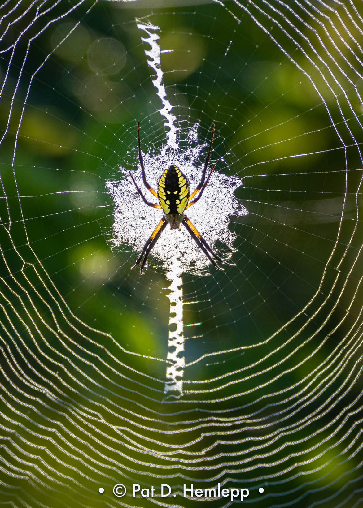 A black and yellow garden spider rests on its web, Sharon Woods Metro Park, Westerville, Ohio.