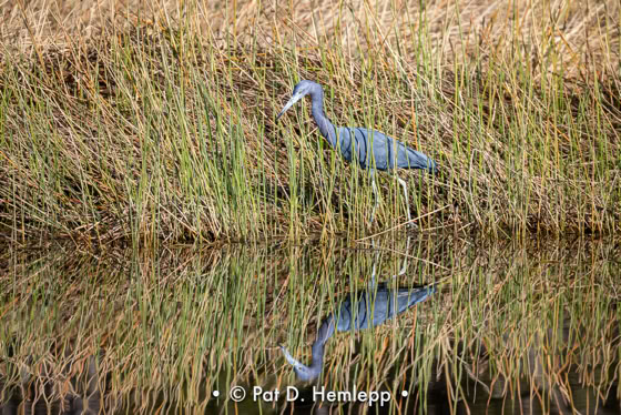 A Little Blue Heron is reflected in the water as it hunts in the preserve in Colonial Country Club, Fort Myers, Fla.