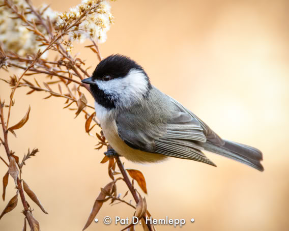 A Black-capped Chickadee perches in a late-autumn field in Sharon Woods Metro Park, Westerville, Ohio.