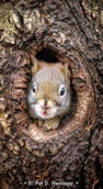A squirrel looks through a knothole in a tree in Sharon Woods Metro Park, Westerville, Ohio.