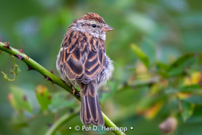 Pat Hemlepp's photo of the week