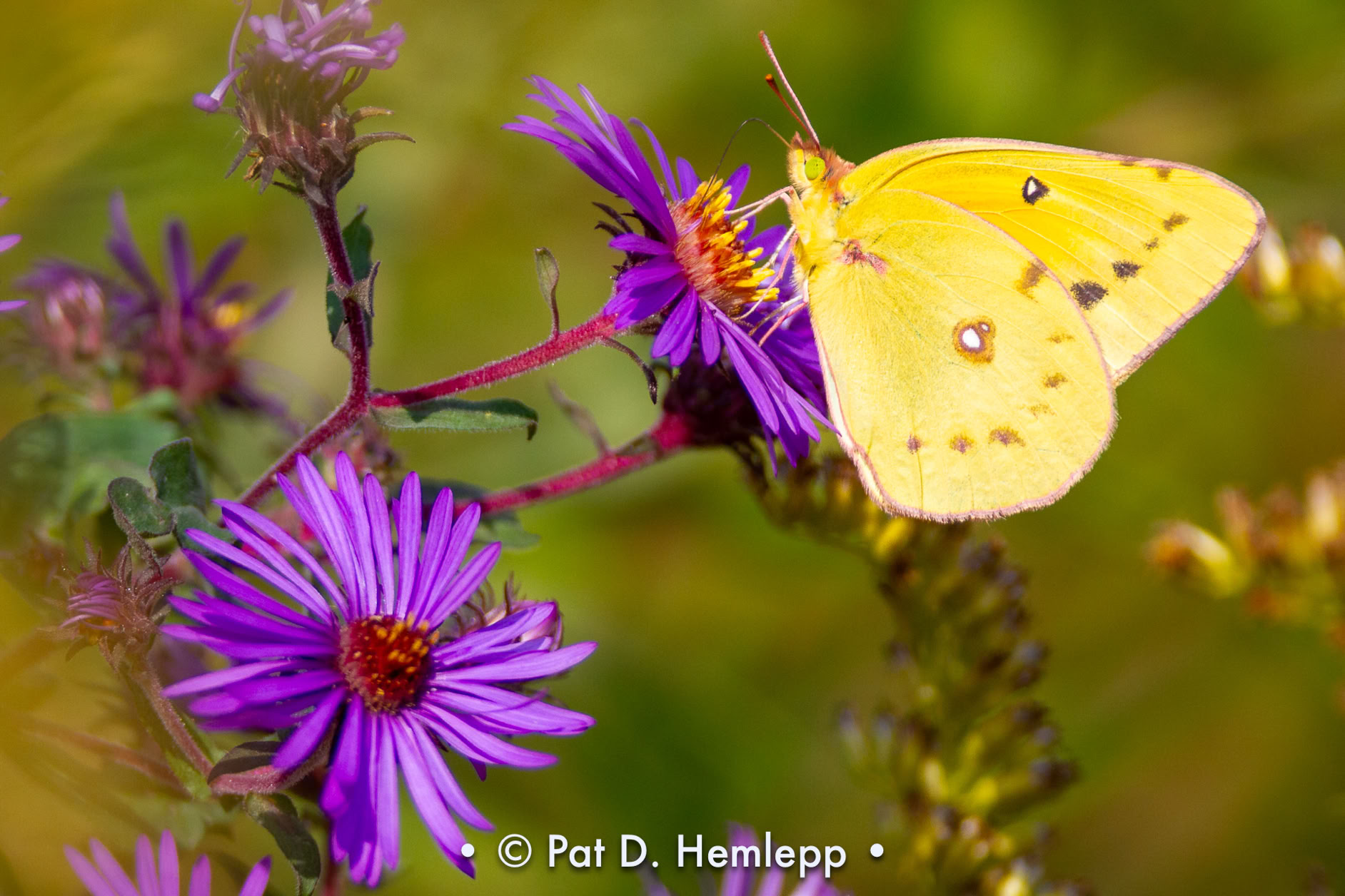 A clouded sulphur butterfly rests on a purple New England aster in Sharon Woods Metro Park, Westerville, Ohio.
