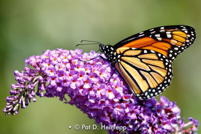 Pat Hemlepp's photo of the week