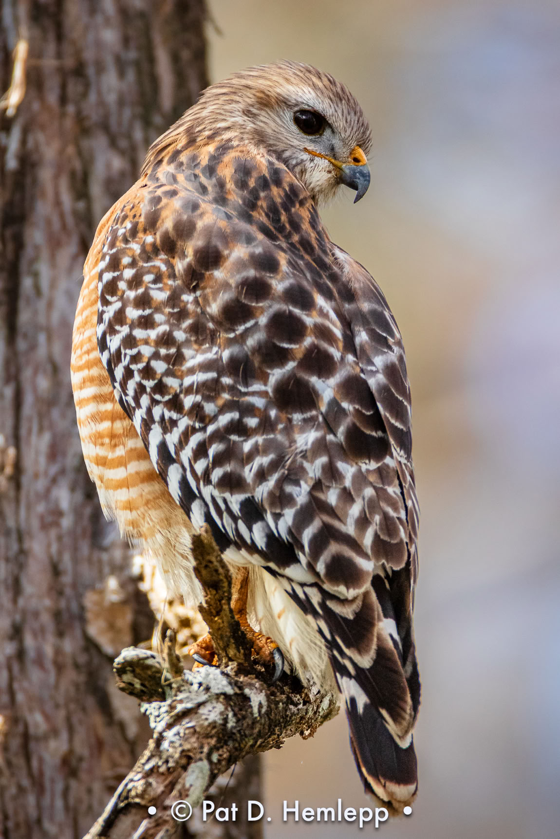 A Red-shouldered Hawk's feather colors and details are visible from its perch in Corkscrew Swamp Sanctuary, Naples, Fla.