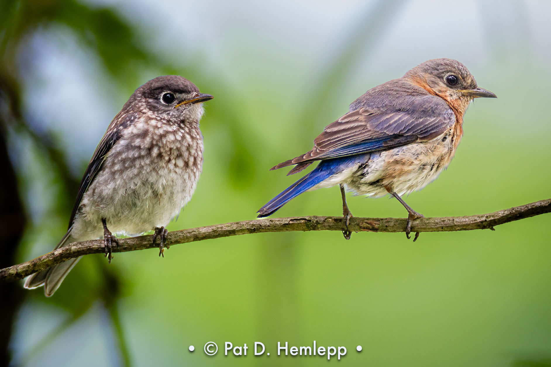 An immature Eastern Bluebird stays close to its mother, Sharon Woods Metro Park, Westerville, Ohio.