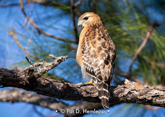 A Red-shouldered Hawk perches in the sun in the preserve in Colonial Country Club, Fort Myers, Fla.
