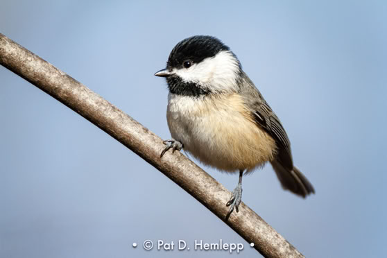 A Black-capped Chickadee perches on a branch in Sharon Woods Metro Park, Westerville, Ohio.
