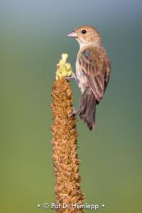 Pat Hemlepp's photo of the week