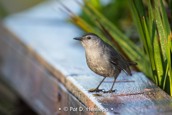 A Gray Catbird perches on the rail of the boardwalk through the preserve in Colonial Country Club, Fort Myers, Fla.