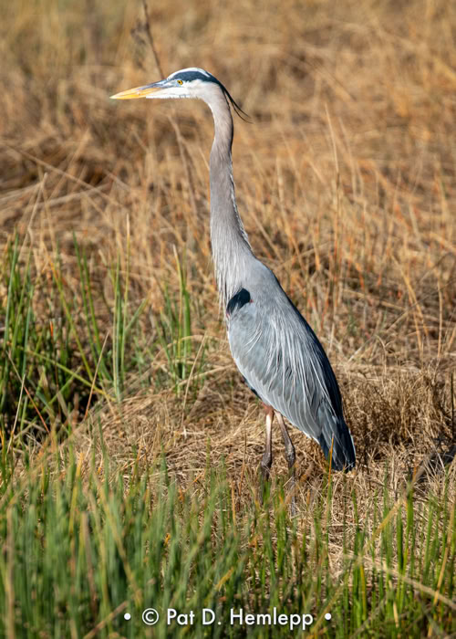 A Great Blue Heron stands tall in the preserve in Colonial Country Club, Fort Myers, Fla.