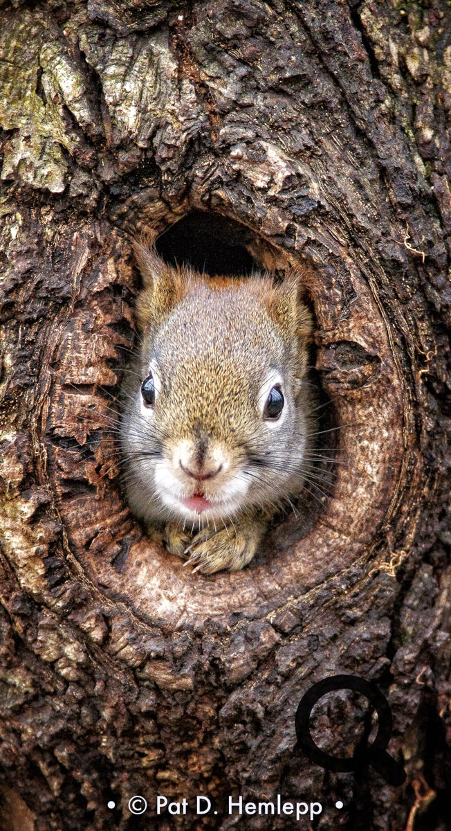 A squirrel looks through a knothole in a tree in Sharon Woods Metro Park, Westerville, Ohio.