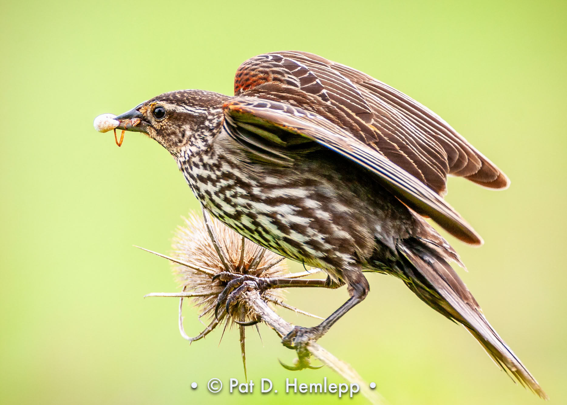 A female Red-winged Blackbird carries a spider while perched in Sharon Woods Metro Park, Westerville, Ohio.