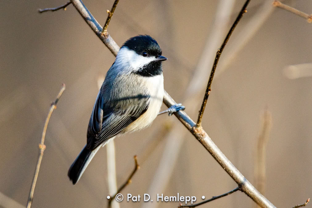 A Black-capped Chickadee hangs on a branch in Sharon Woods Metro Park, Westerville, Ohio.