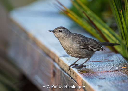 A Gray Catbird perches on the rail of the boardwalk through the preserve in Colonial Country Club, Fort Myers, Fla.