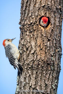 Male (in knothole) and female Red-bellied Woodpeckers on tree, Sharon Woods Metro Park, Westerville, Ohio.