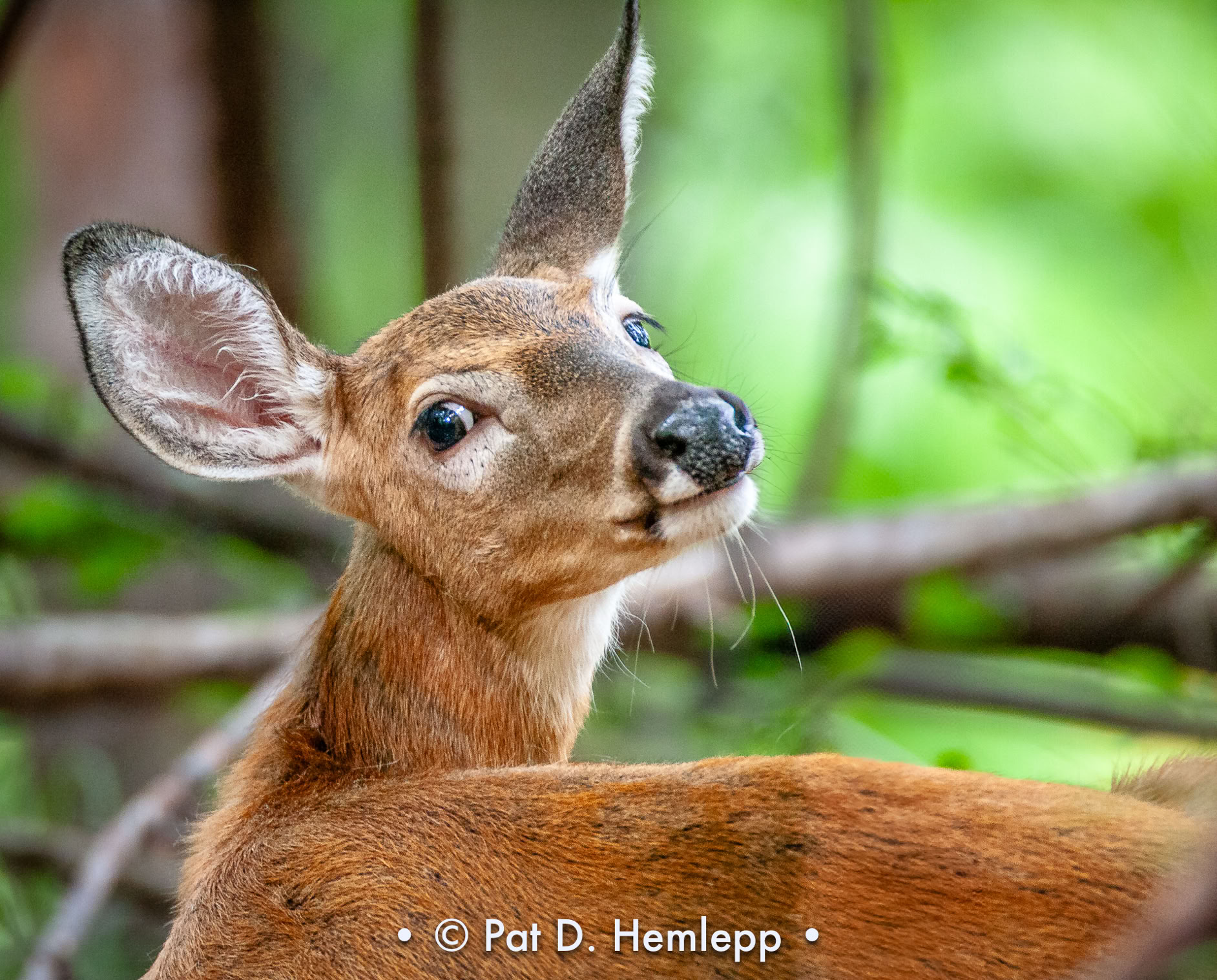 A deer checks out an observer in Sharon Woods Metro Park, Westerville, Ohio.