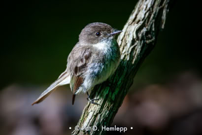 Pat Hemlepp's photo of the week