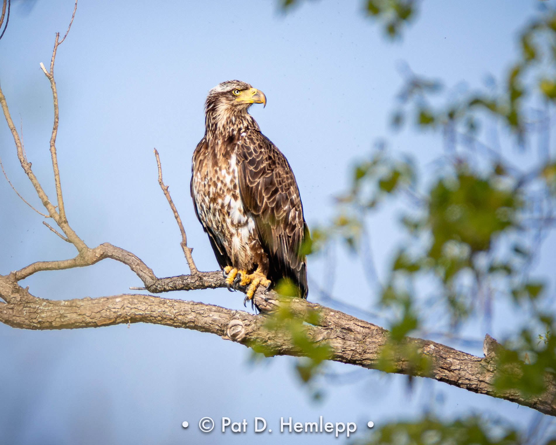Immature Bald Eagle on limb, Ottawa National Wildlife Refuge, Oak Harbor, Ohio.