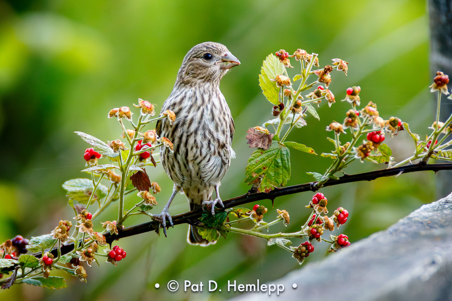 A female House Finch perches among berries in Sharon Woods Metro Park, Westerville, Ohio.