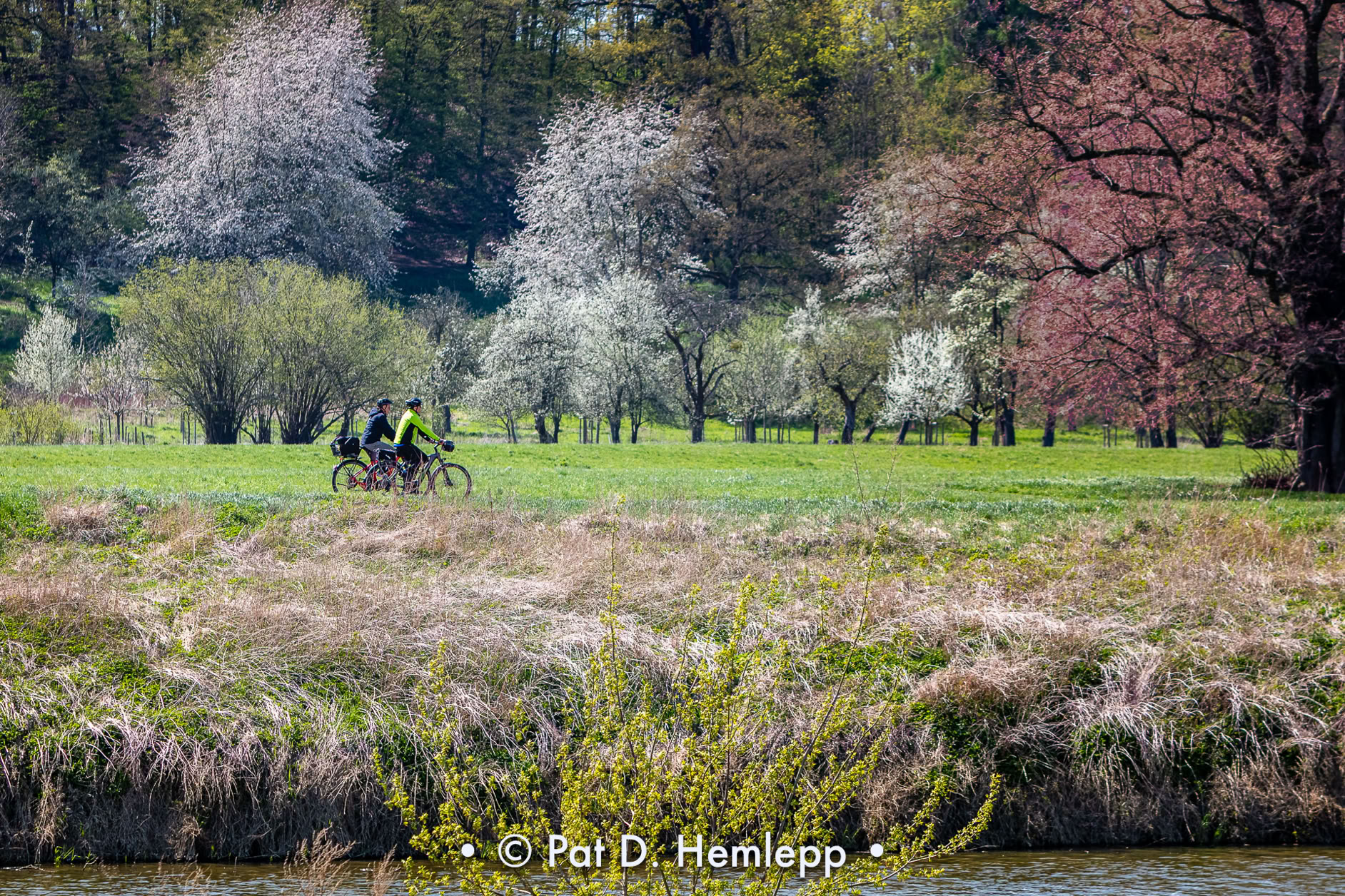 Cyclists follow the Elbe Cycle Route along the Elbe River near Strehla, Germany. 