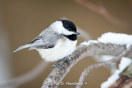 A Black-capped Chickadee perches on a snowy limb in Blendon Woods Metro Park, Westerville, Ohio