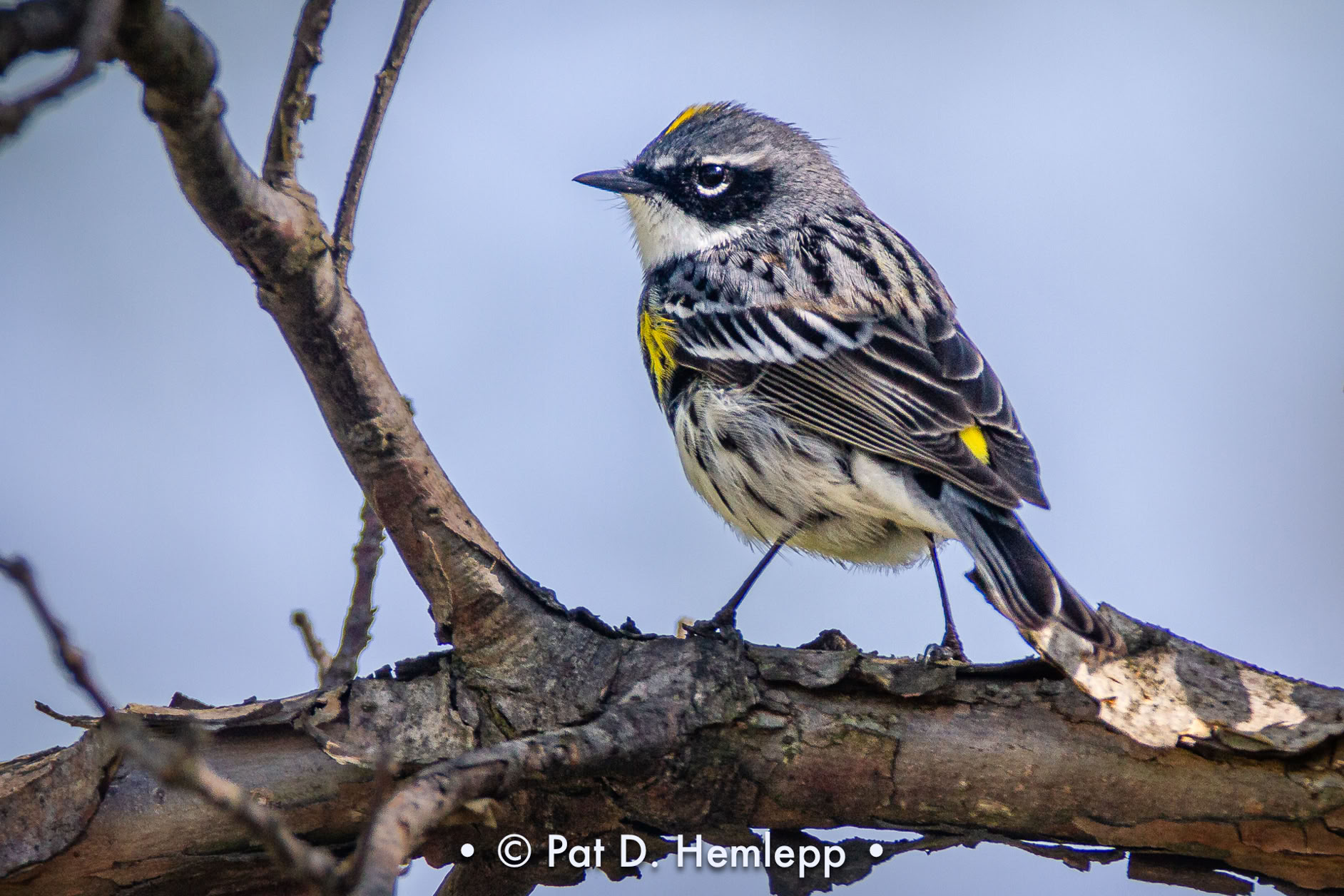 A male Yellow-rumped Warbler in breeding plumage perches on a limb in Sharon Woods Metro Park, Westerville, Ohio.