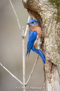 Pat Hemlepp's photo of the week