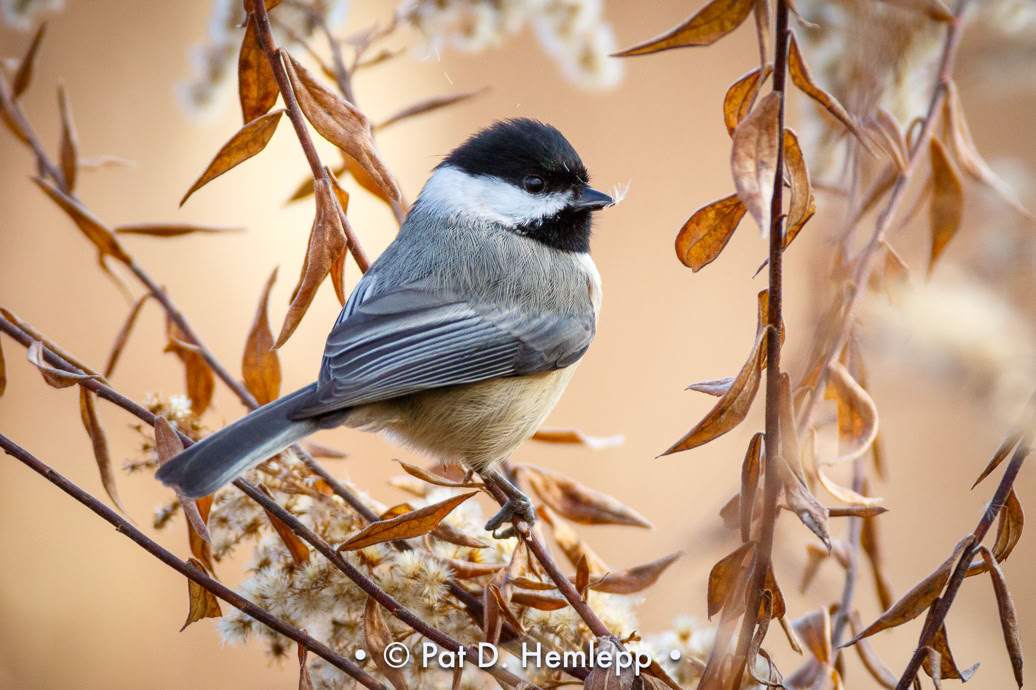 A Black-capped Chickadee holds a seed in its beak in Sharon Woods Metro Park, Westerville, Ohio.