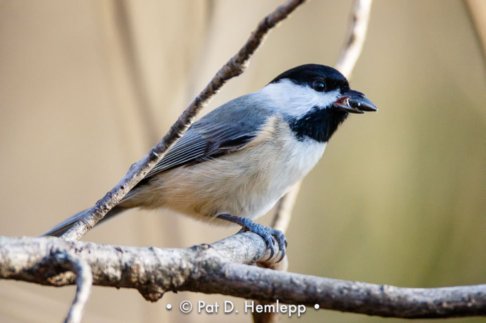 A Black-capped Chickadee holds a seed in Sharon Woods Metro Park, Westerville, Ohio.