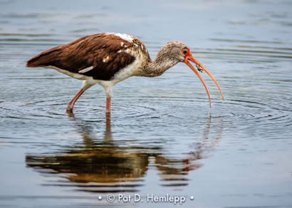 Pat Hemlepp's photo of the week