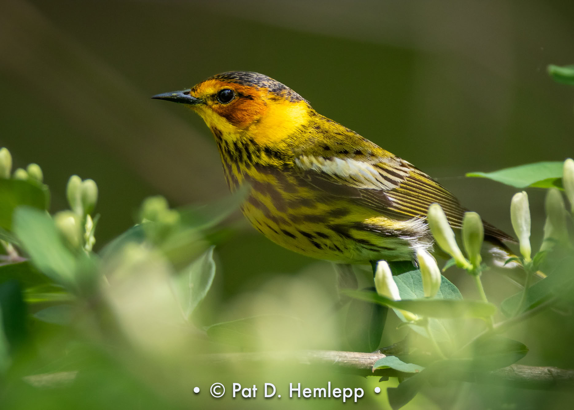 A male Cape May Warbler perches among leaves in Magee Marsh Wildlife Area, Oak Harbor, Ohio.