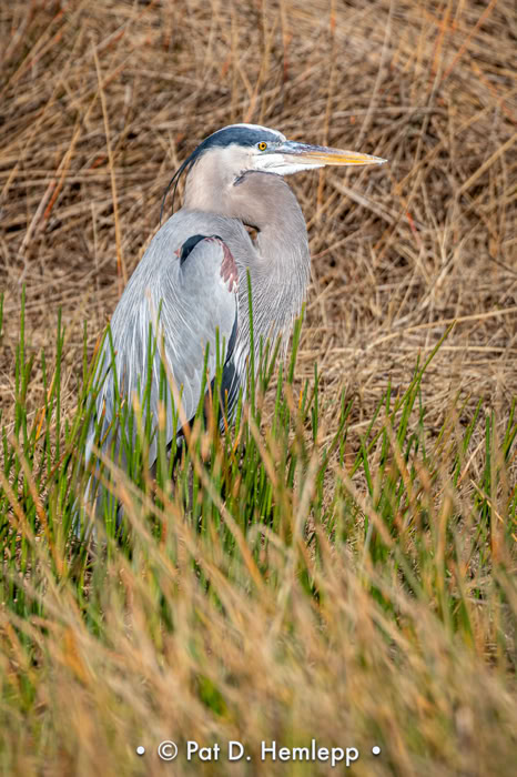 A Great Blue Heron rests near a lake in the Colonial Country Club preserve, Fort Myers, Fla.