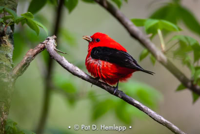 Pat Hemlepp's photo of the week